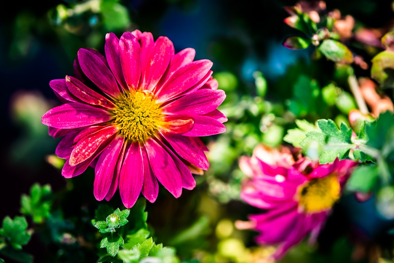 flower purple garden free photo