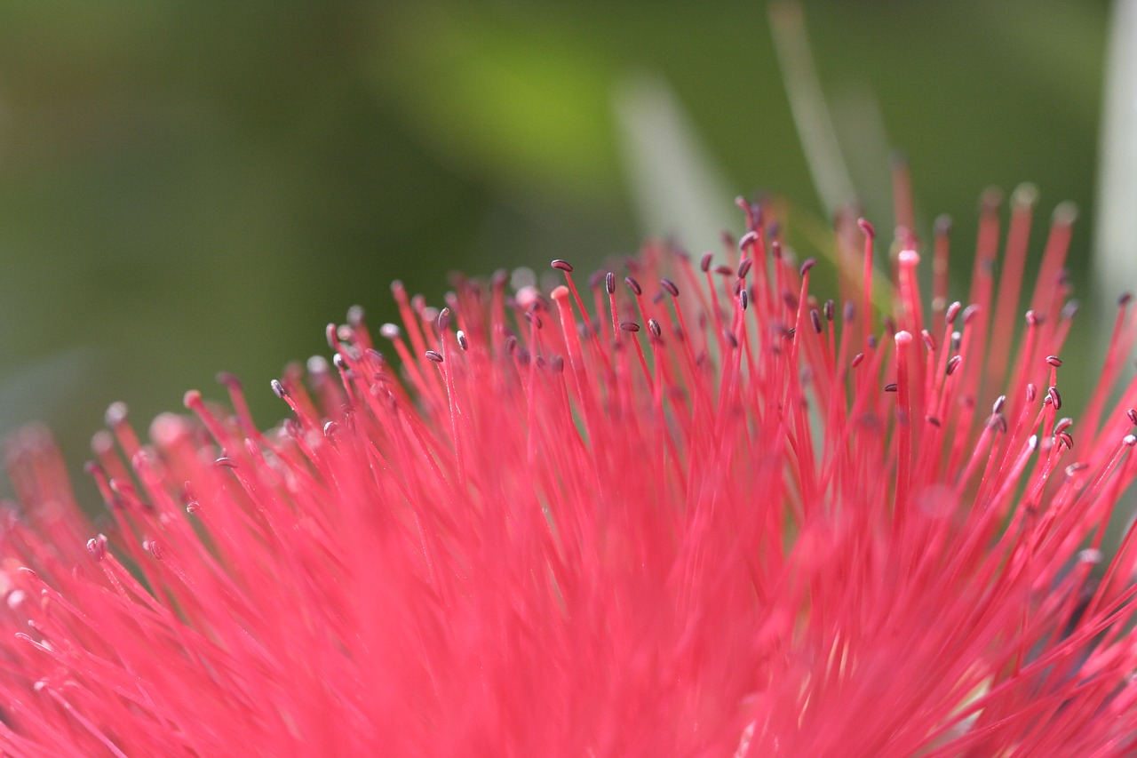 flower pink summer free photo