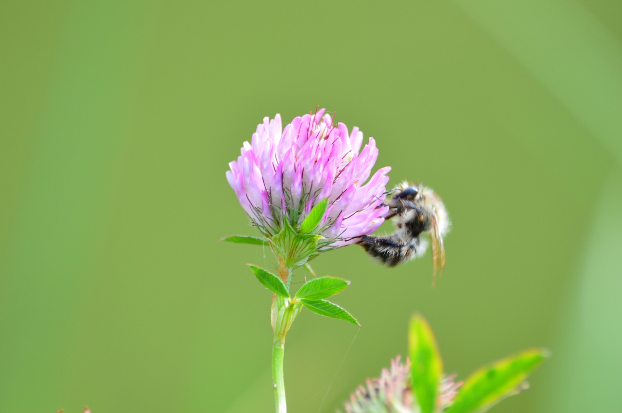 flower blossom bloom free photo