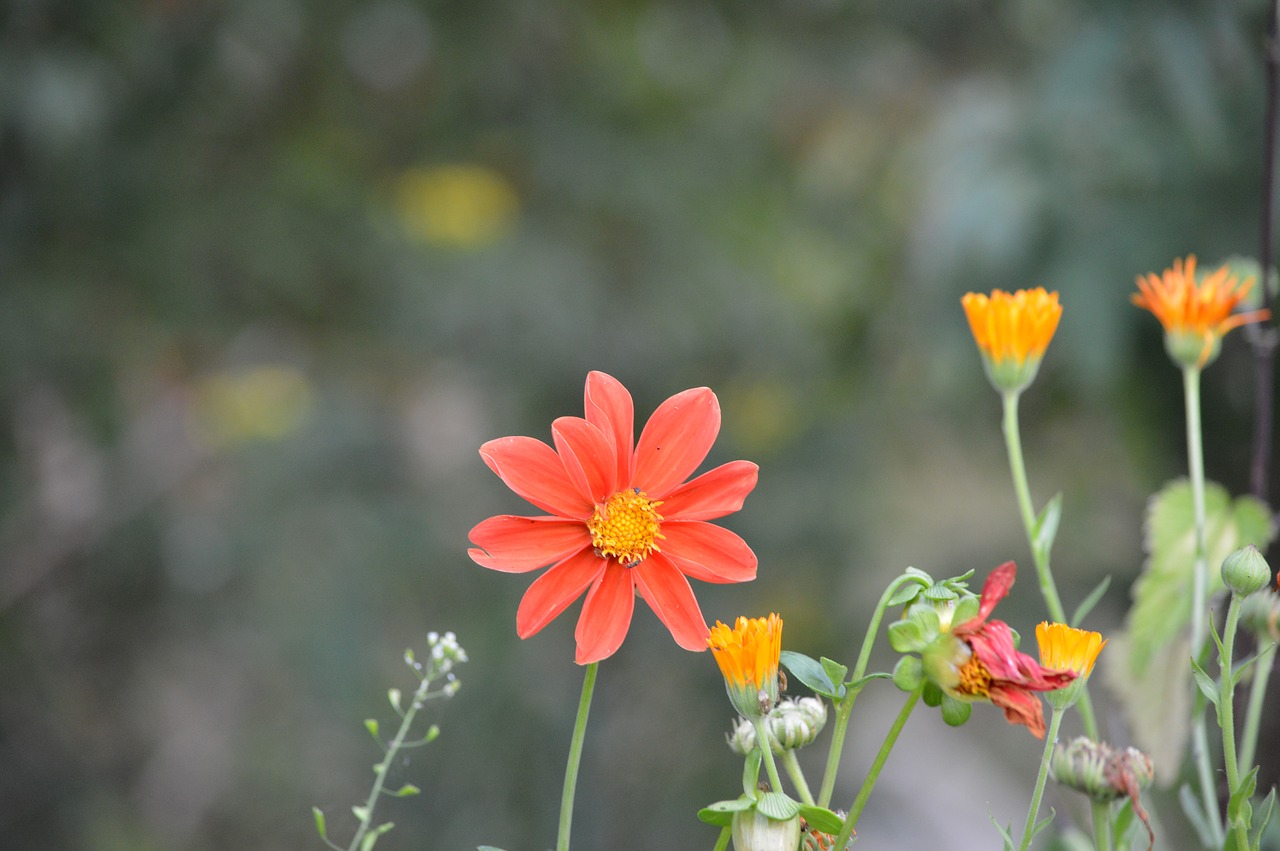 flower nature garden free photo