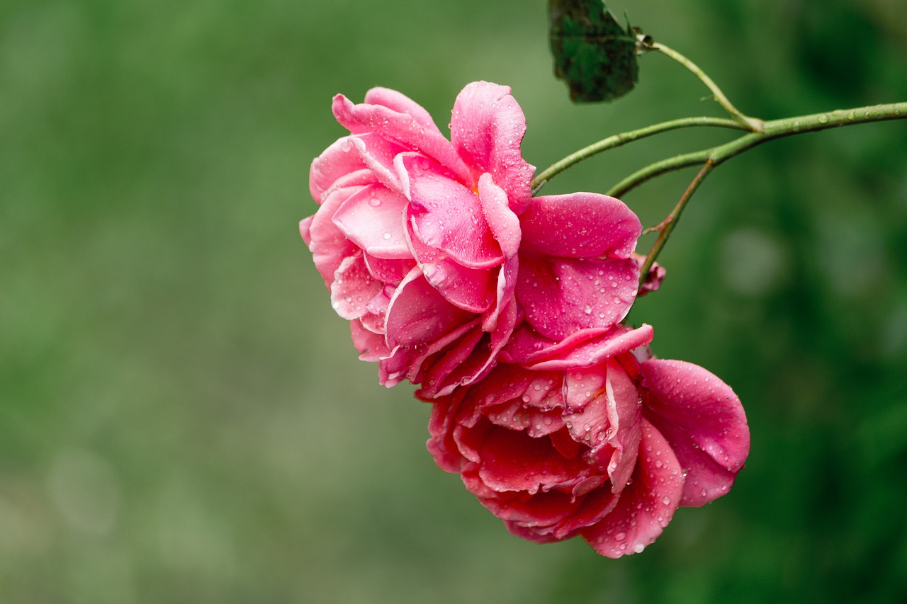 flower rose plant free photo