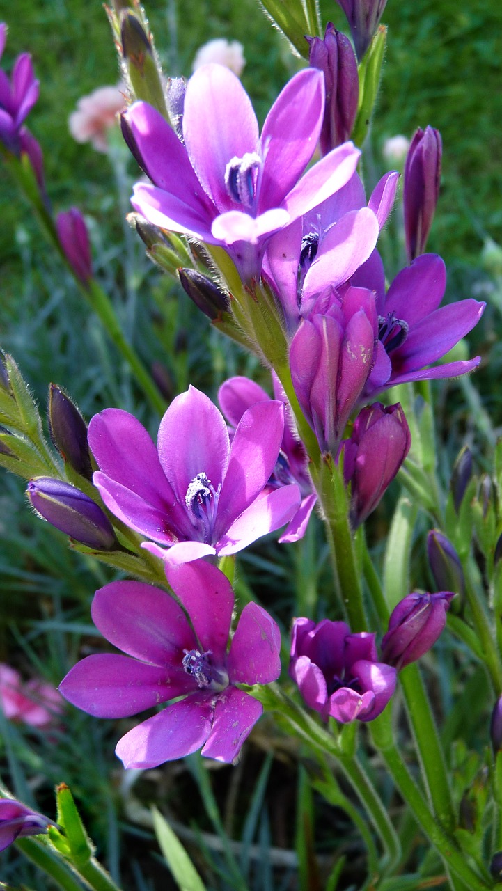 flower bulbs purple free photo