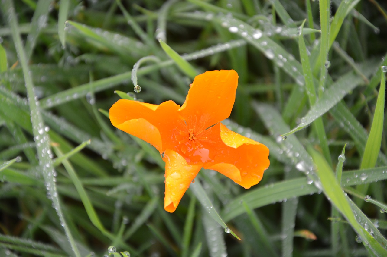 flower orange blossom green grass wet free photo