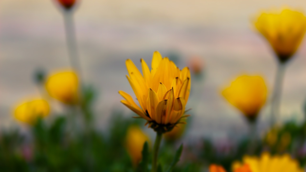 flower macro floral free photo