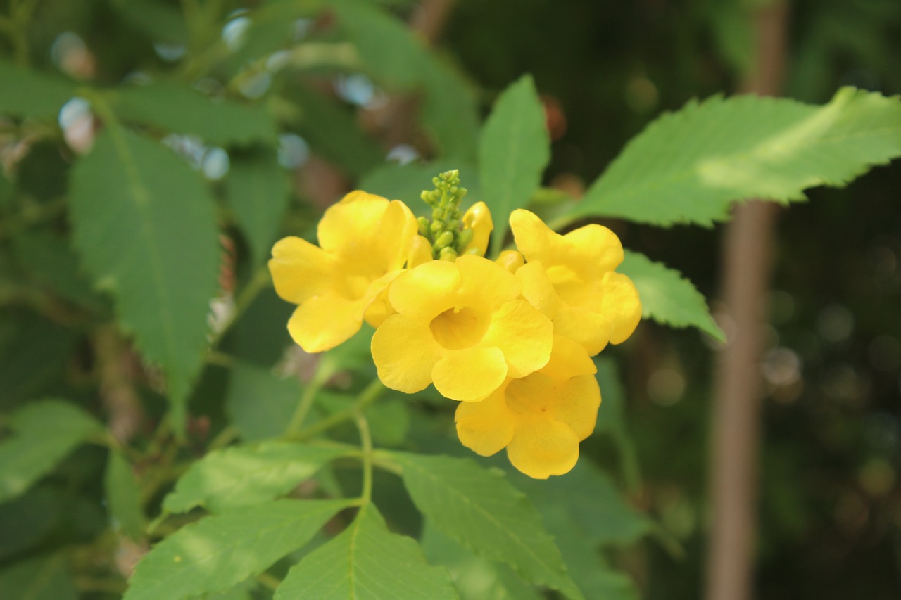 flower yellow leaves free photo