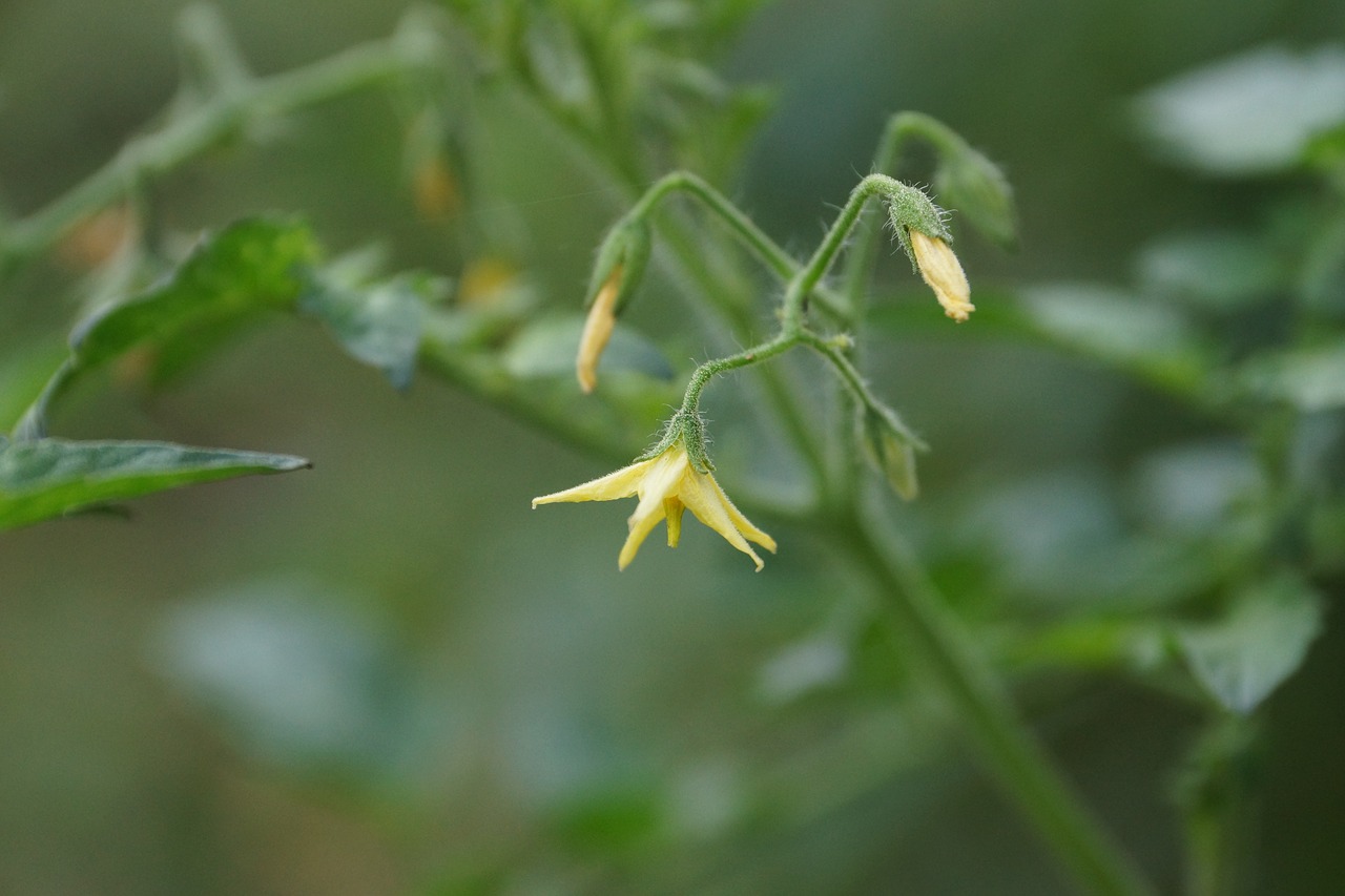 flower plant yellow flower free photo