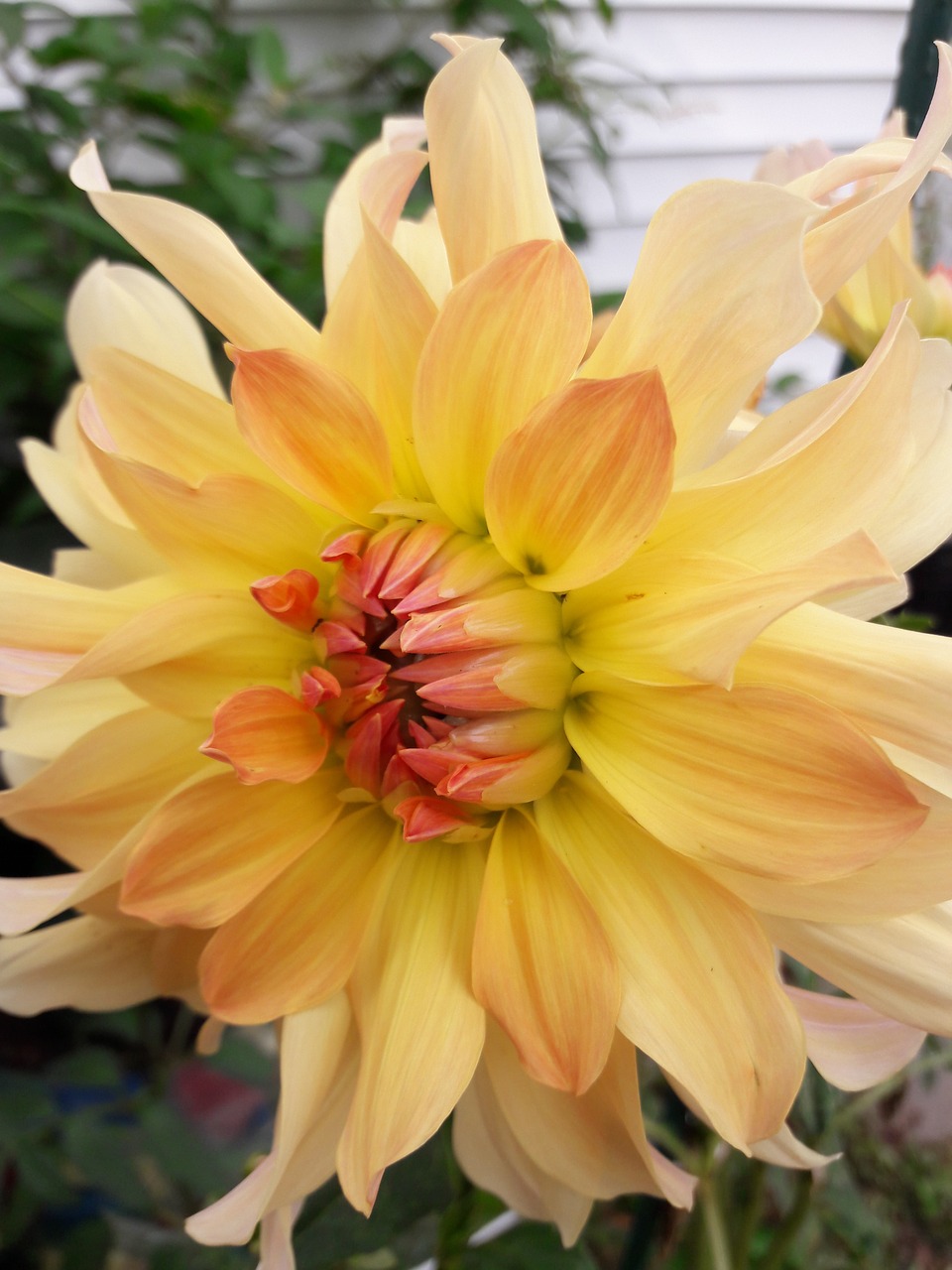 flower dahlia petal free photo