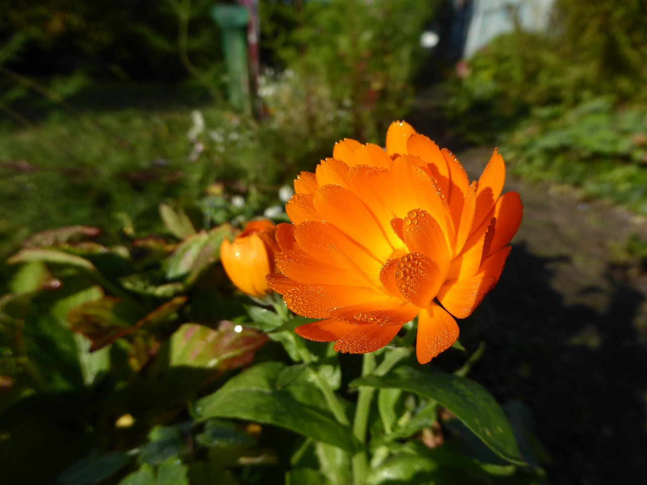 flower orange blossom free photo