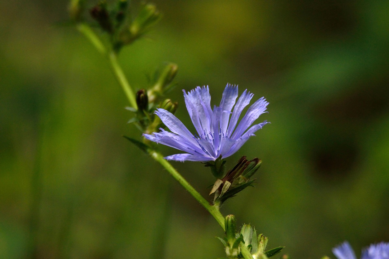 flower nature wild free photo