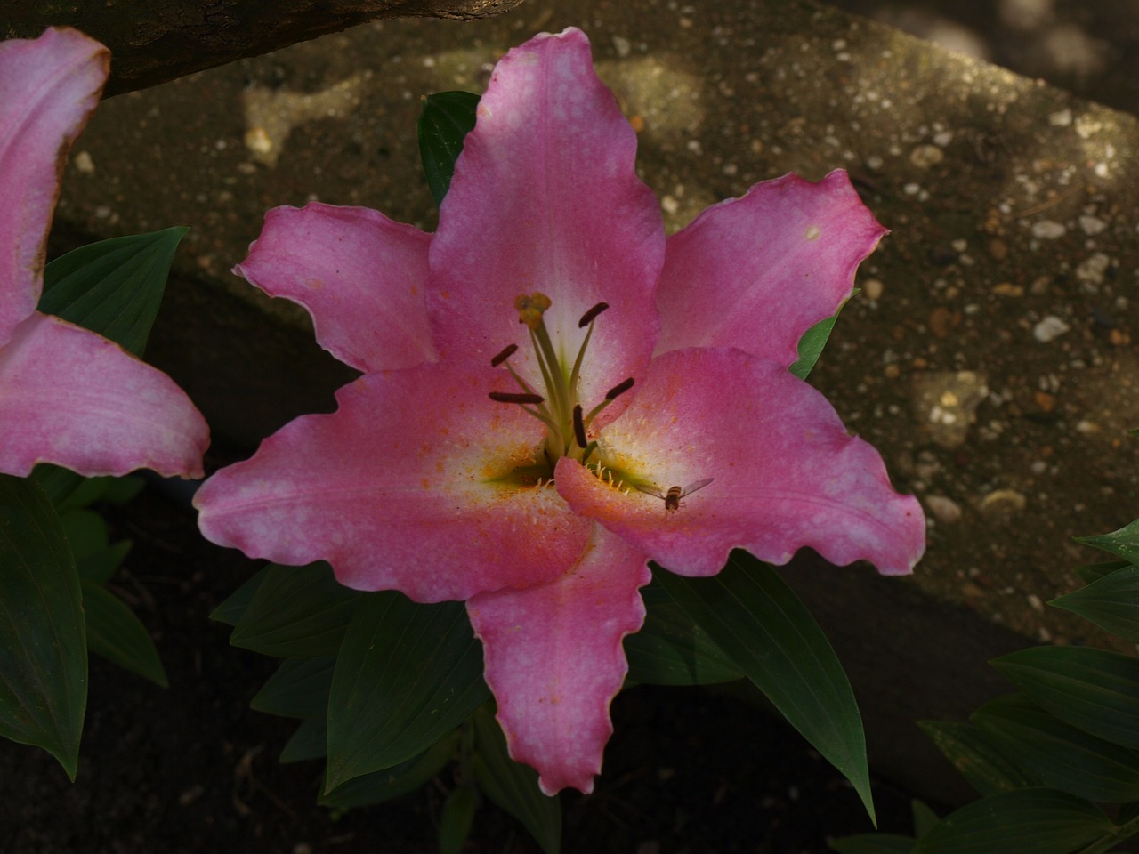 flower hibiscus blossom free photo