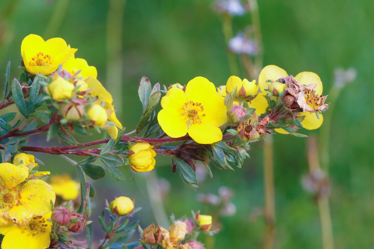 flower autumn nature free photo