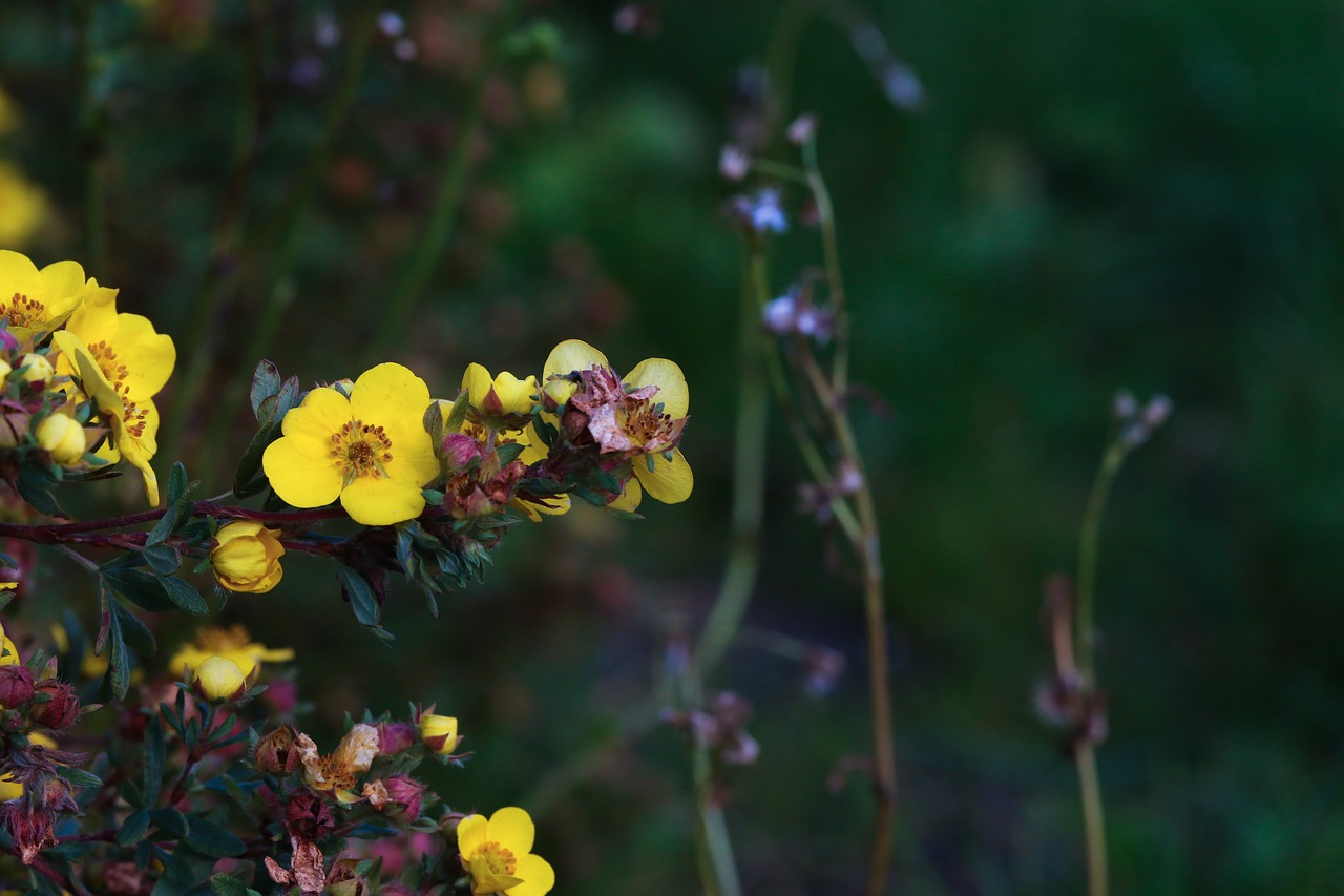 flower autumn nature free photo