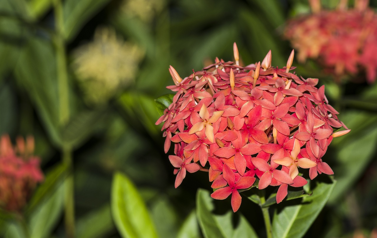 flower night view south hkust free photo