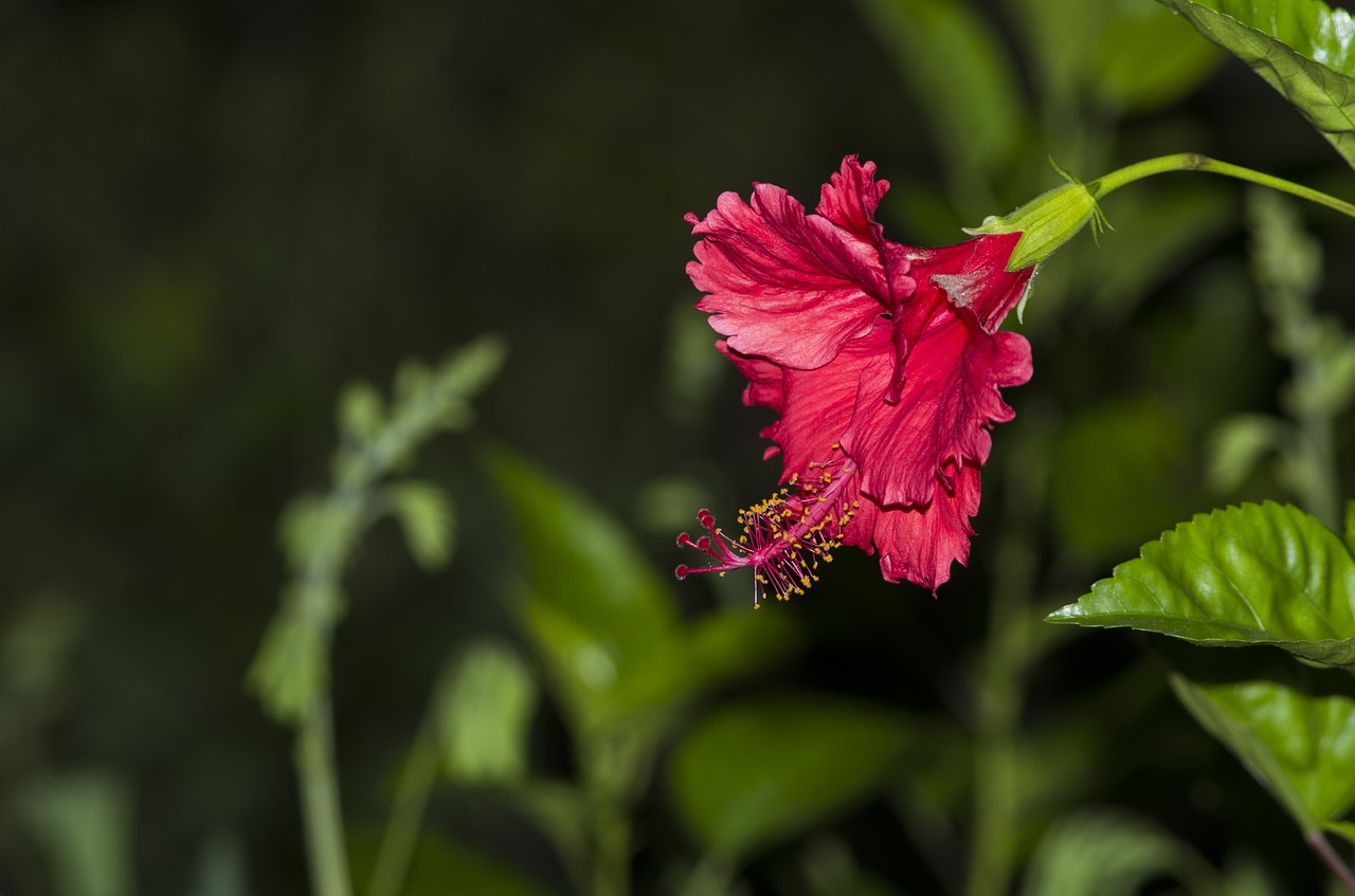 flower night view south hkust free photo