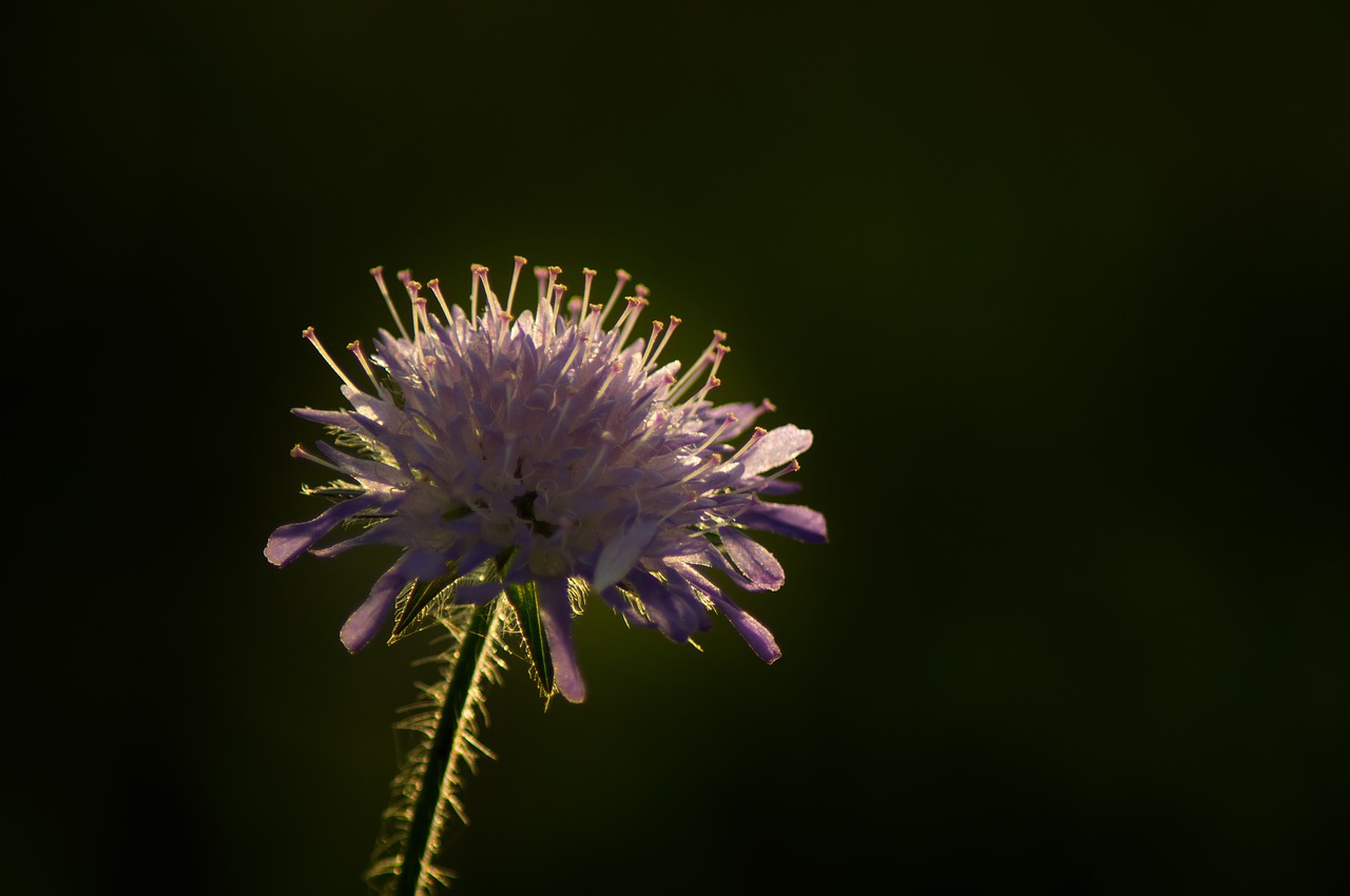 flower bloom the way hiking free photo