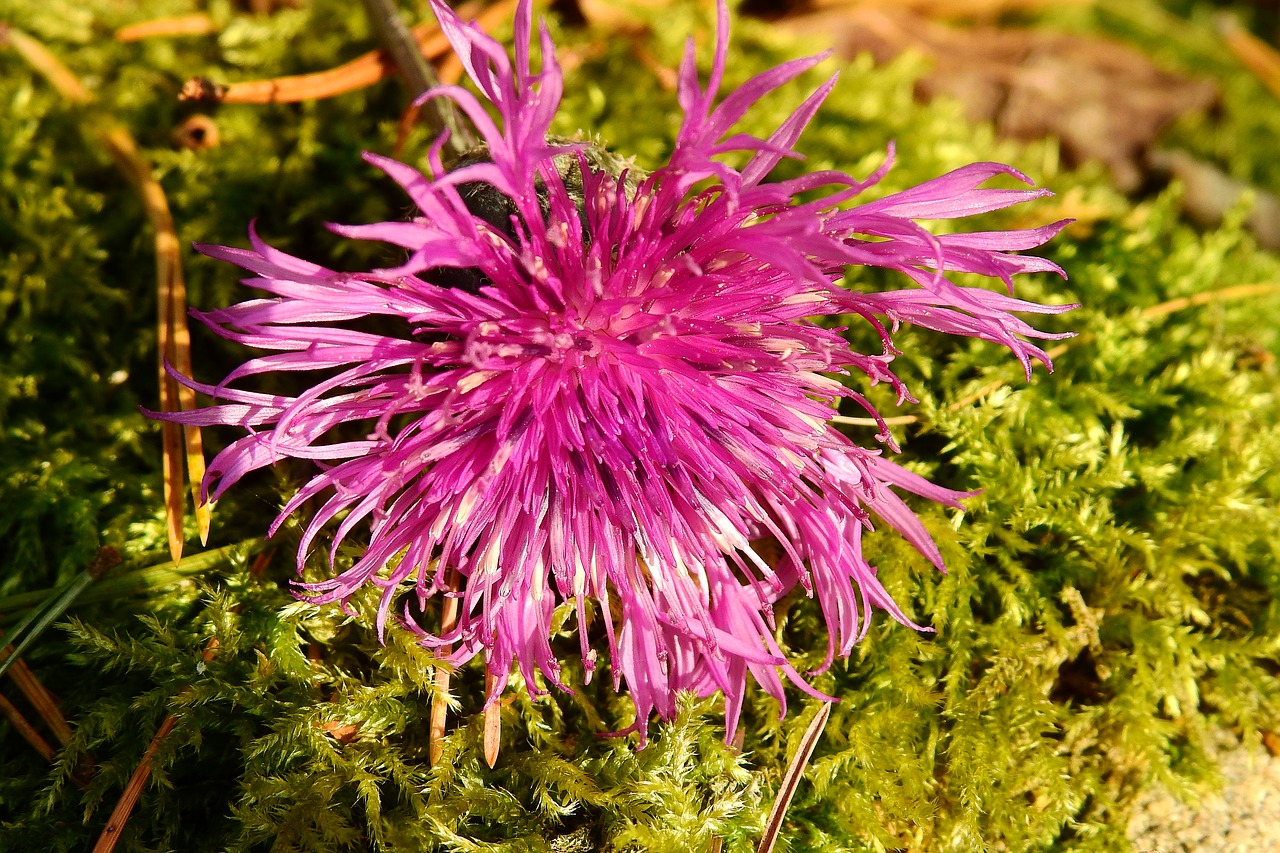 flower autumn nature free photo