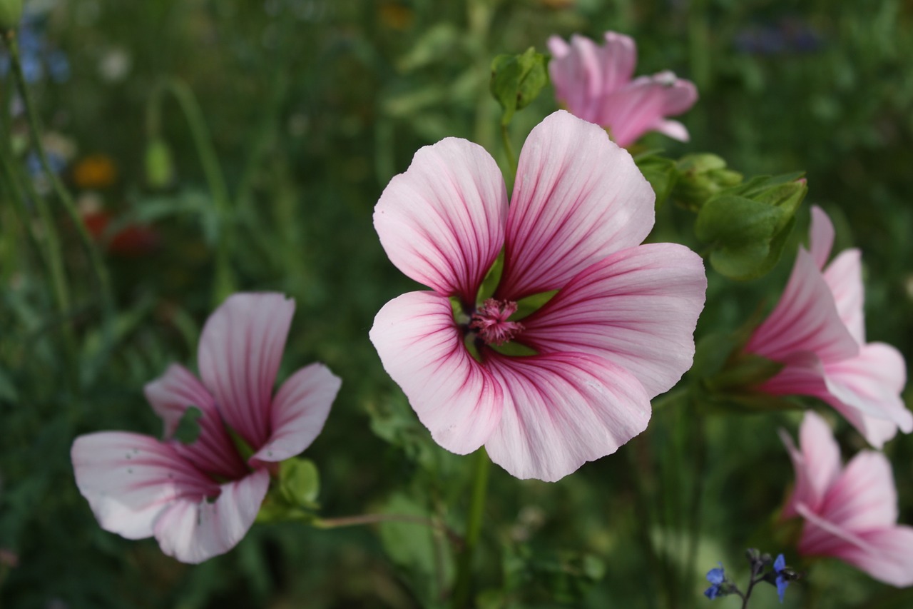 flower meadow blossom free photo