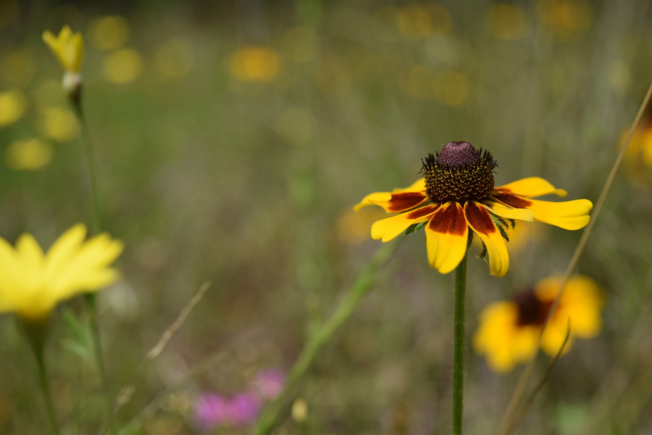 flower texas wild flower wild free photo