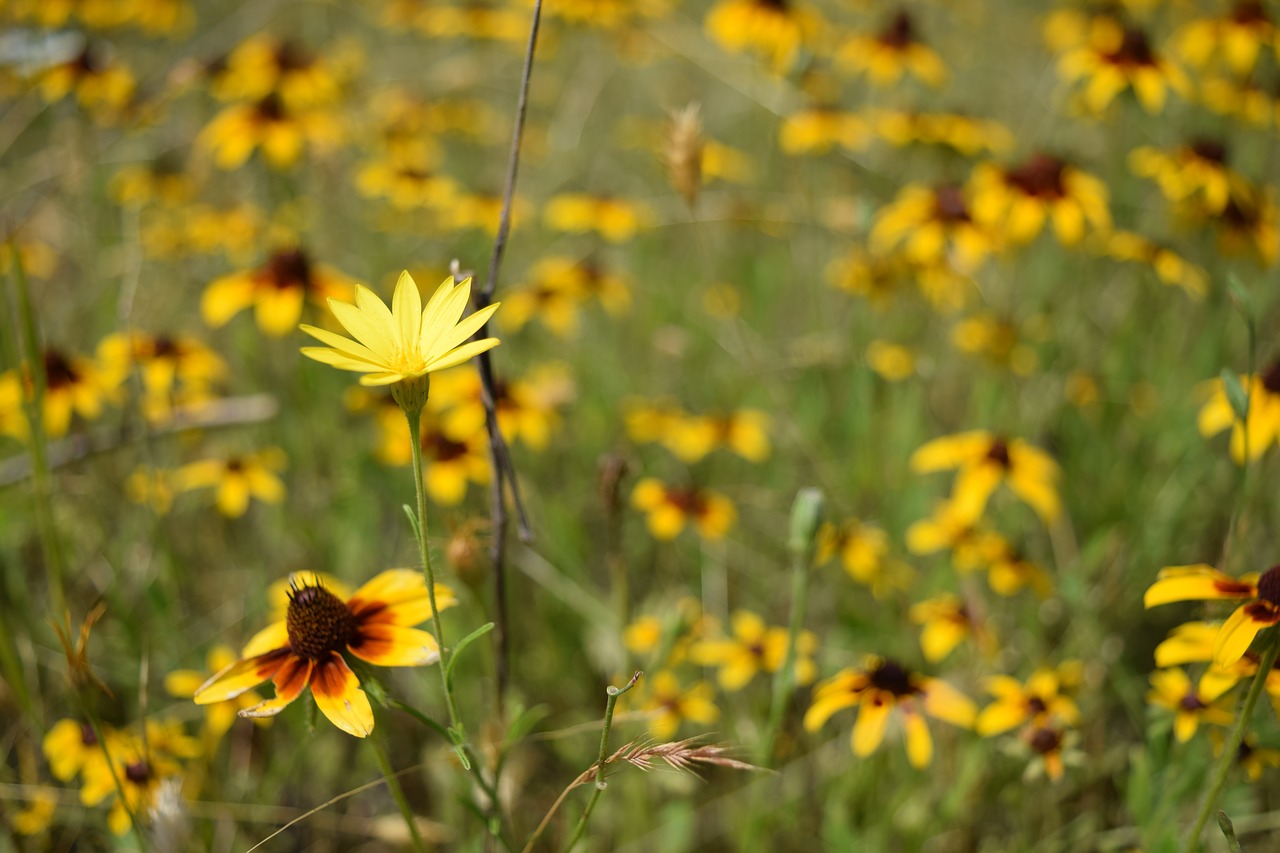 flower texas field free photo