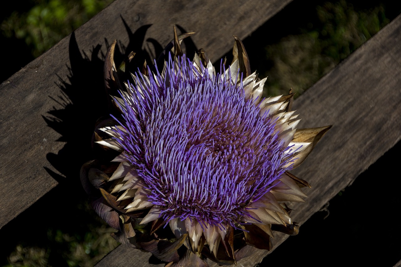 flower nature artichoke free photo