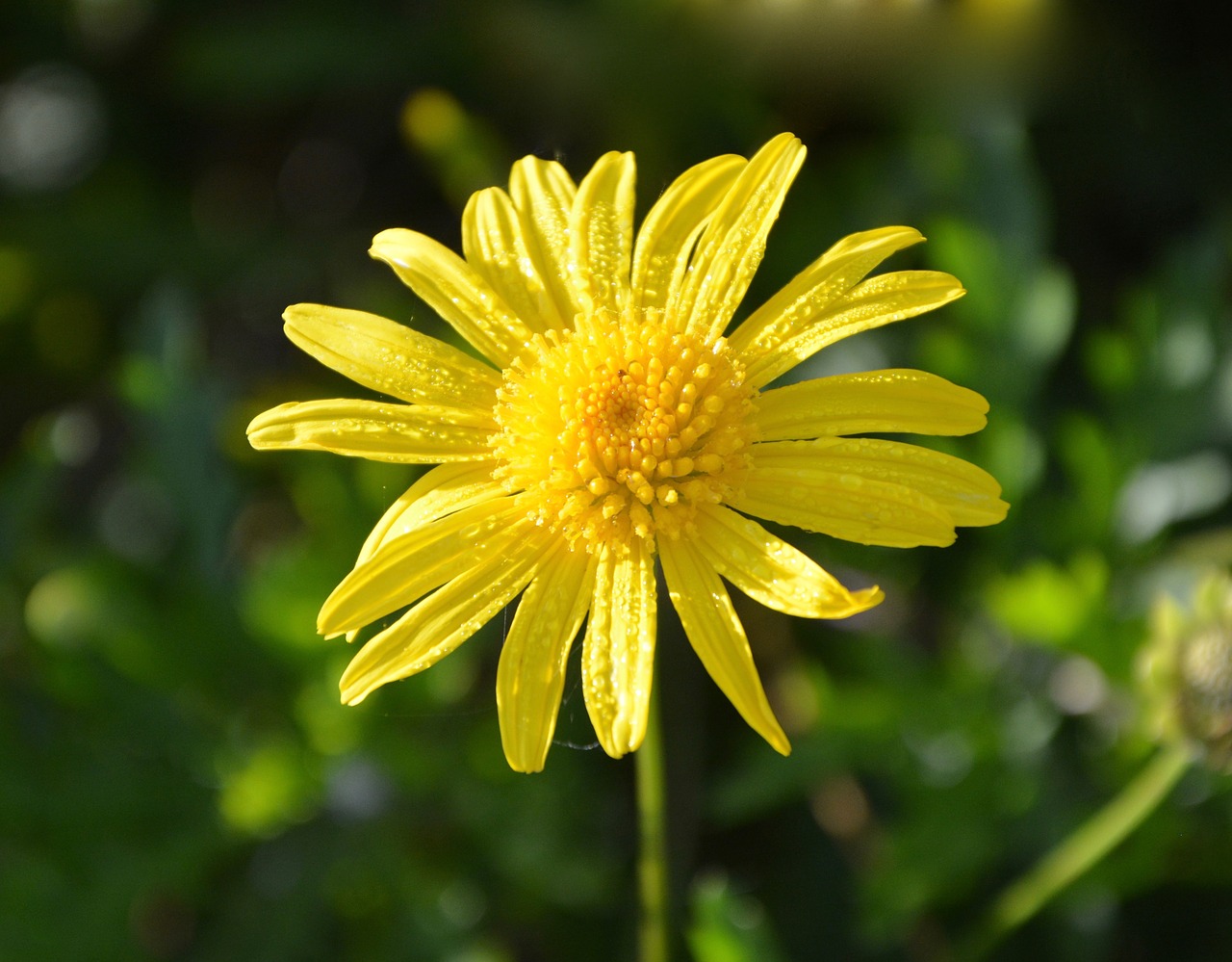 flower yellow flower yellow flowers free photo