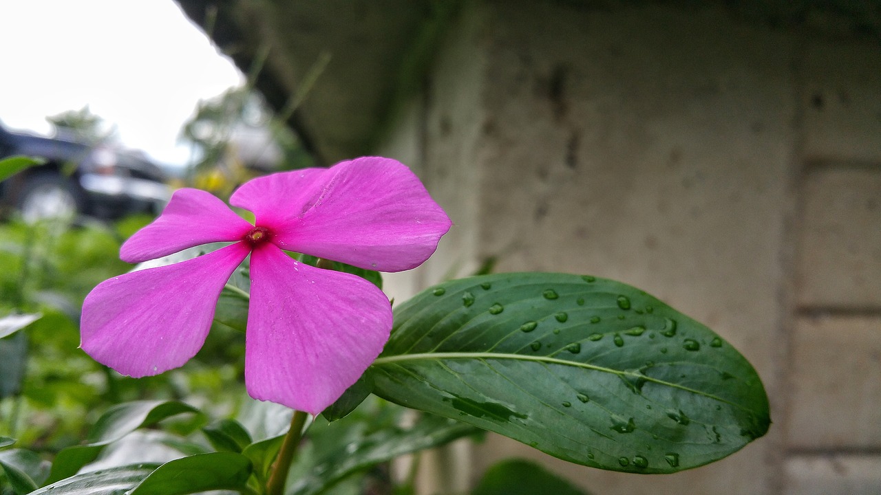 flower wall concrete free photo