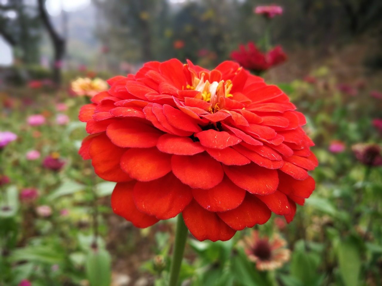 flower red flowers from the free photo