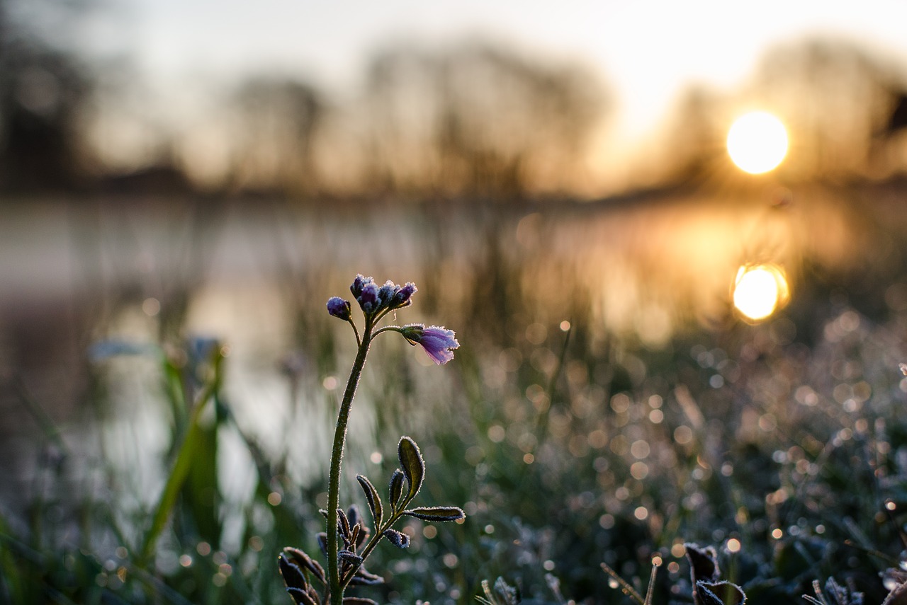 flower dawn rosa free photo