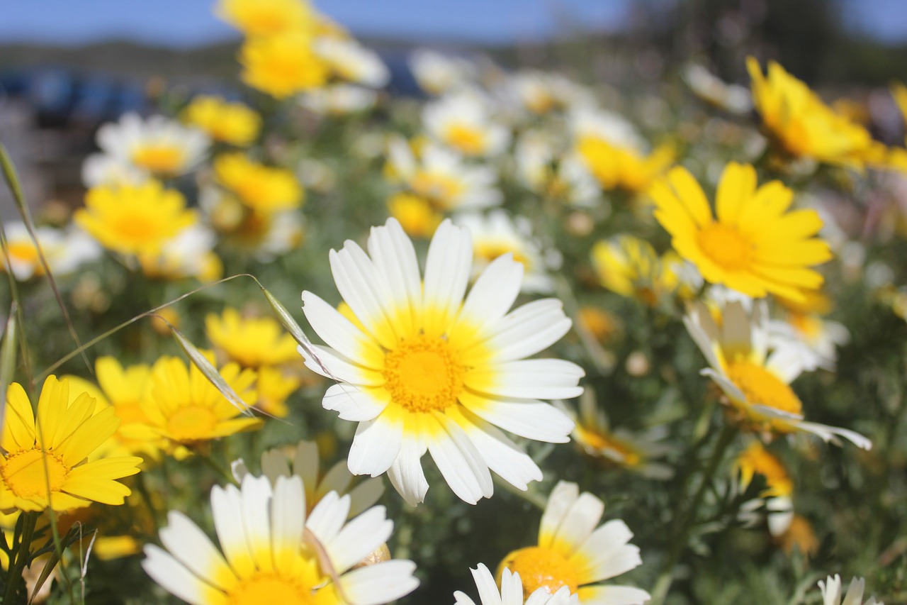 flower daisy field free photo