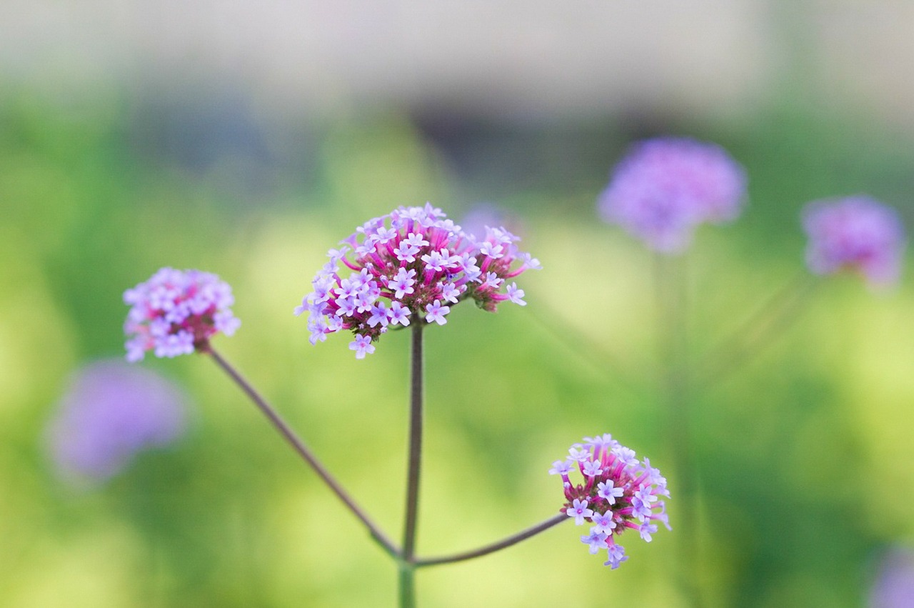 flower nature garden free photo