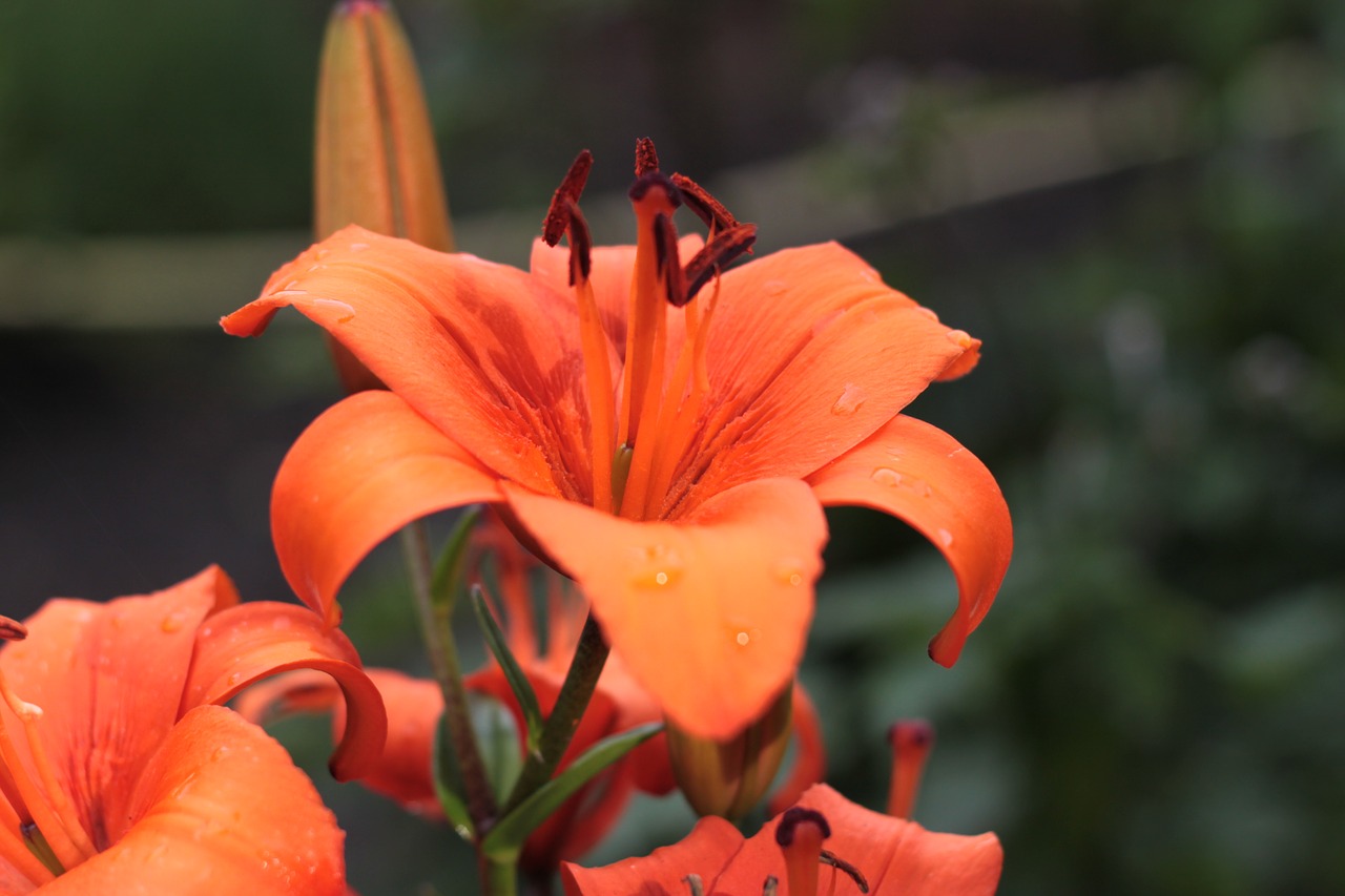 flower orange blossom free photo