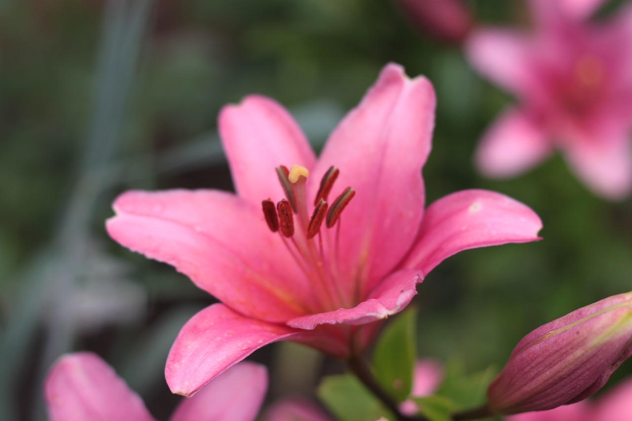 flower pink blossom free photo