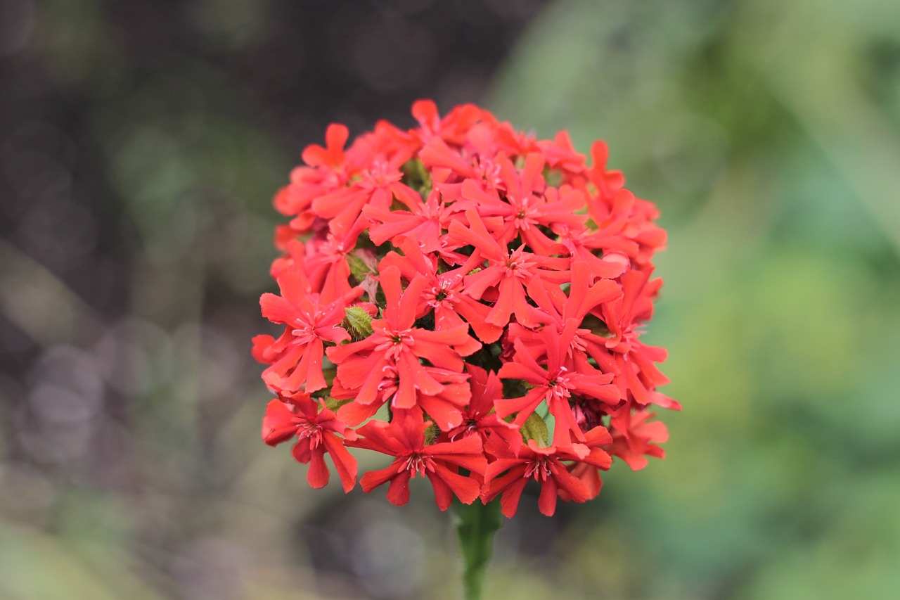 flower red blossom free photo