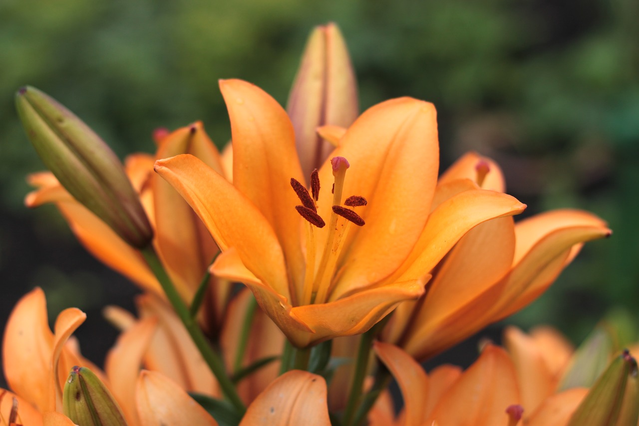 flower orange blossom free photo