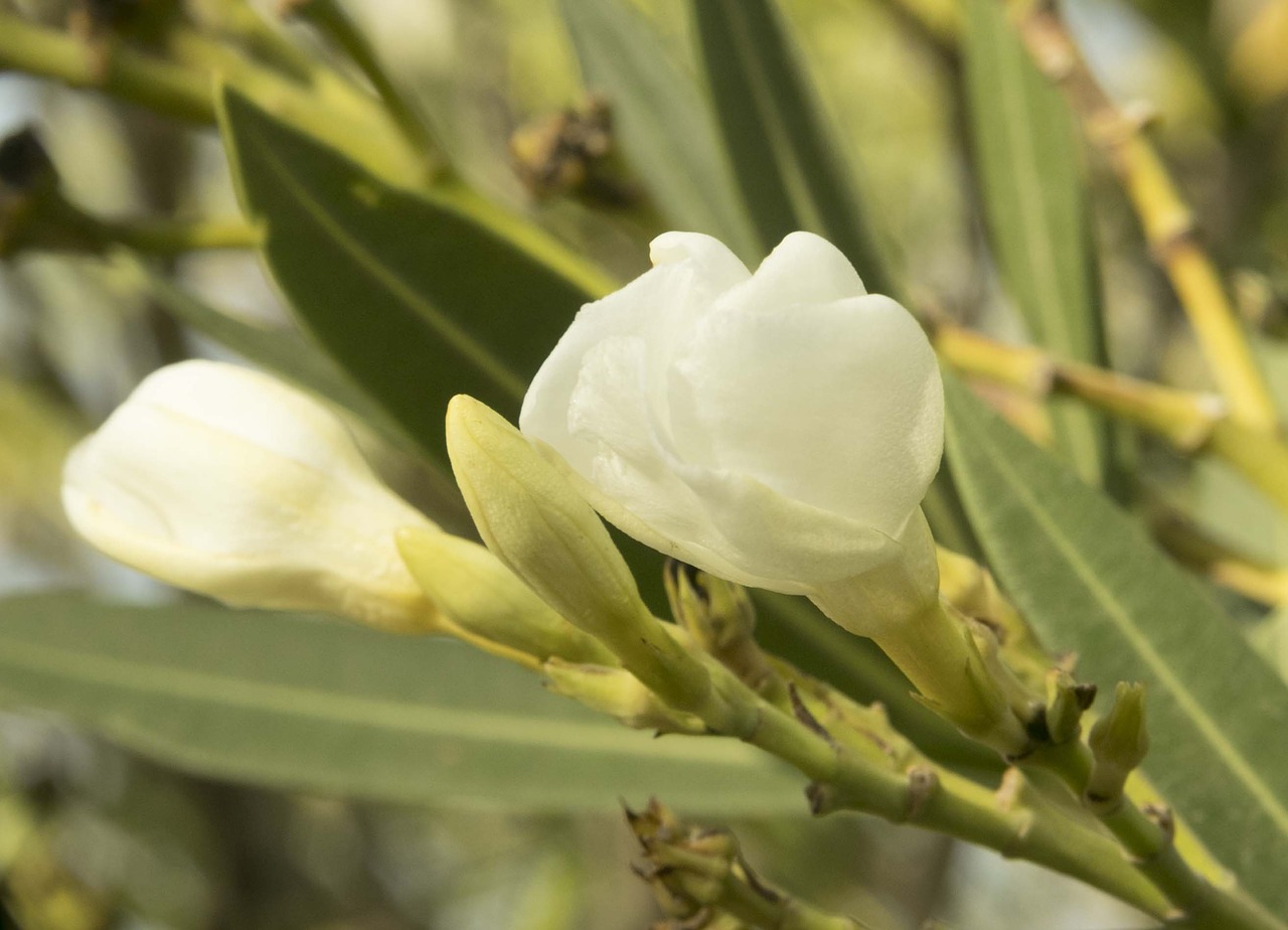 flower white white flower free photo