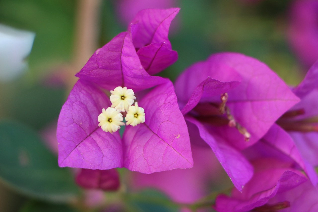 flower pink purple free photo