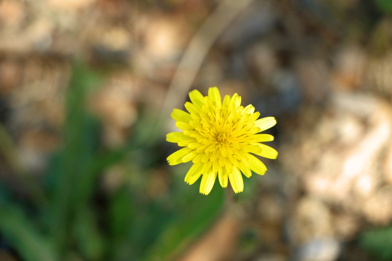 flower yellow yellow flowers free photo