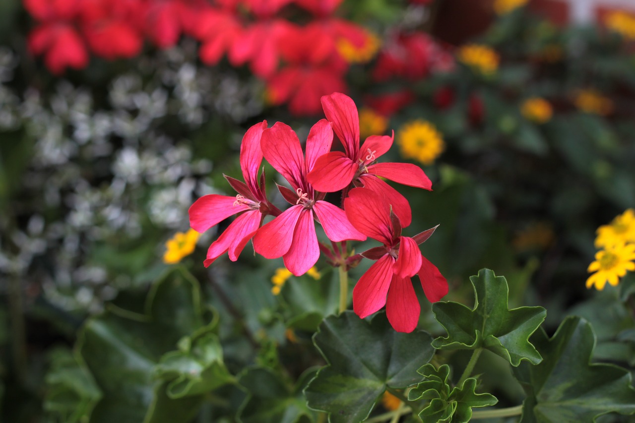 flower red blossom free photo