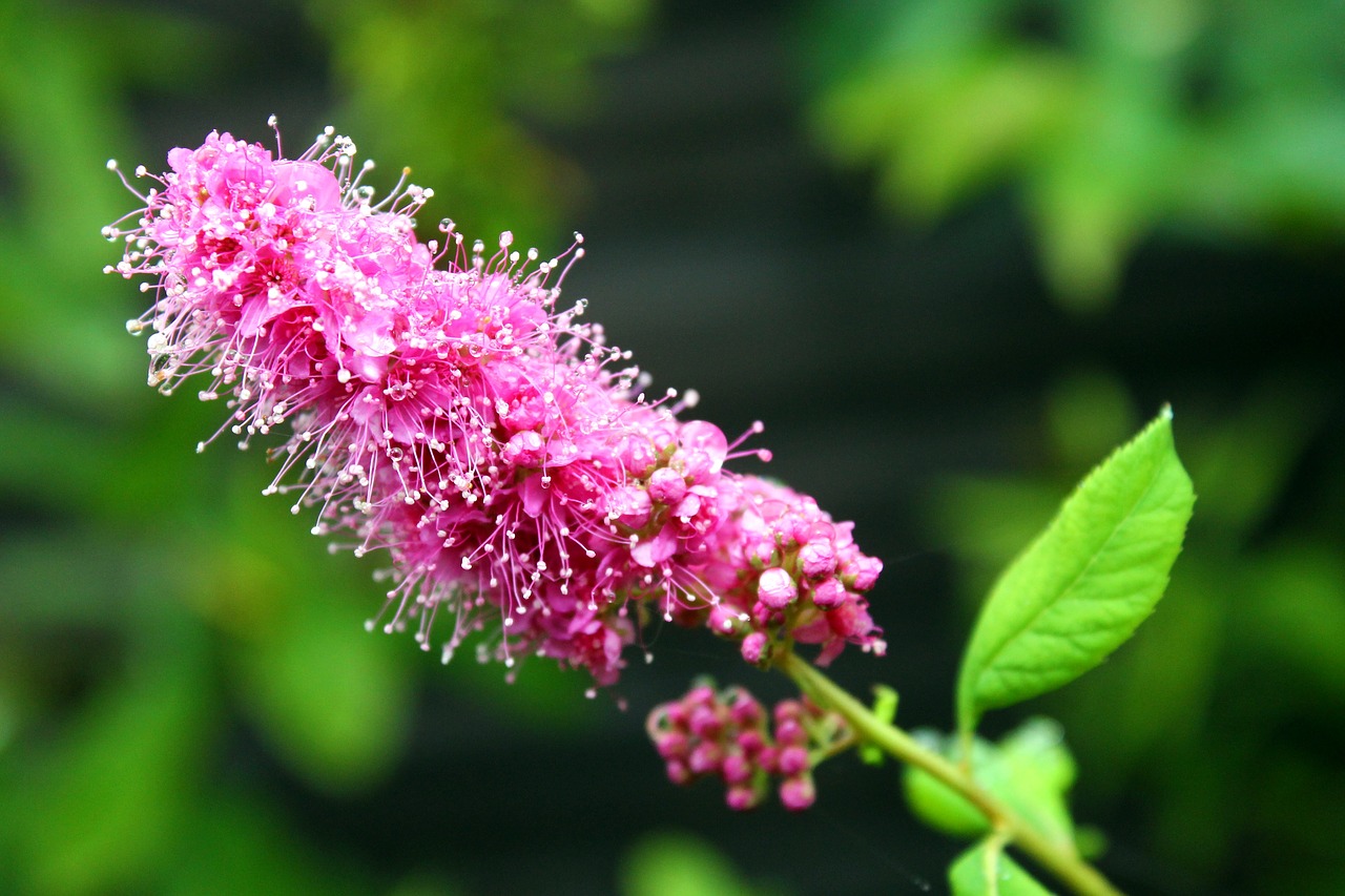 flower blossom bloom free photo