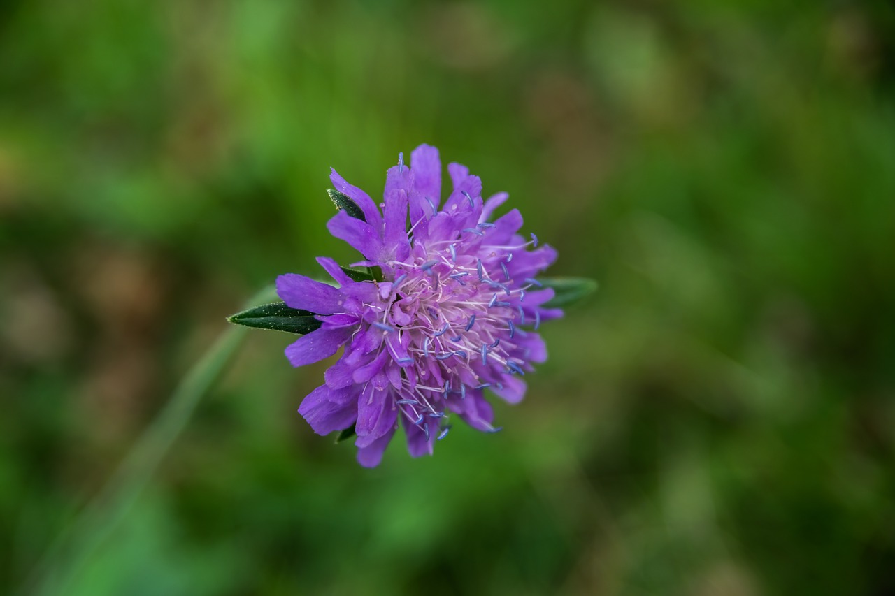 flower nature wild free photo