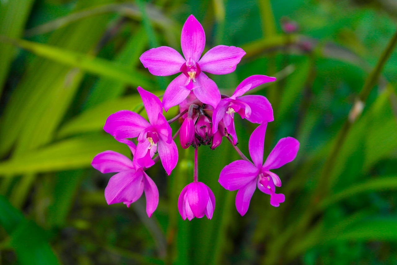 flower flowers blossom free photo