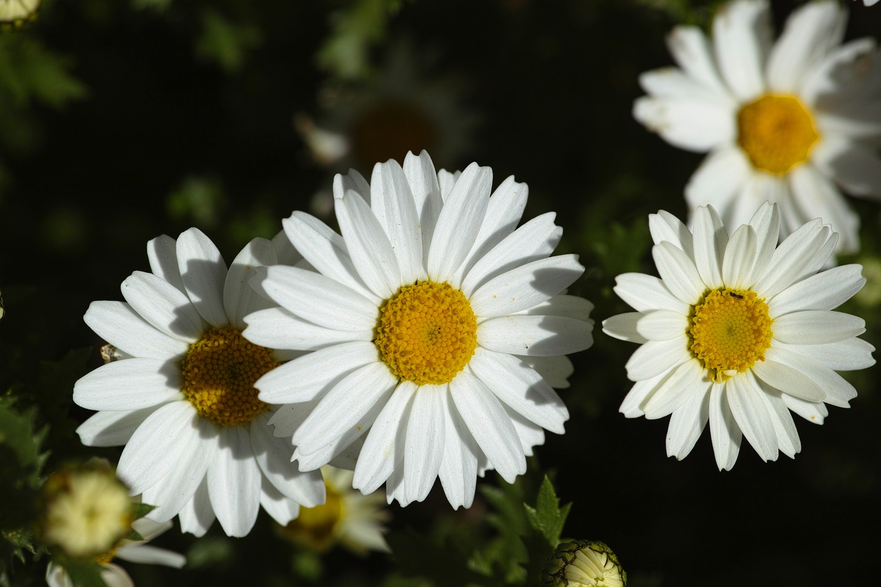 flower nature daisy free photo