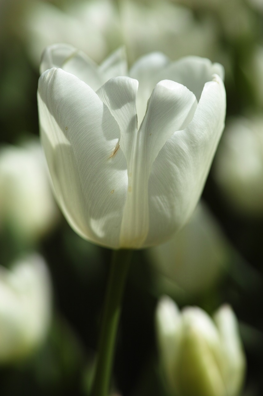 flower nature tulips free photo