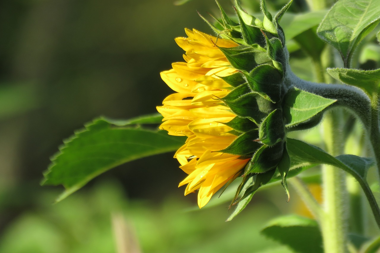 flower sunflower flowers free photo