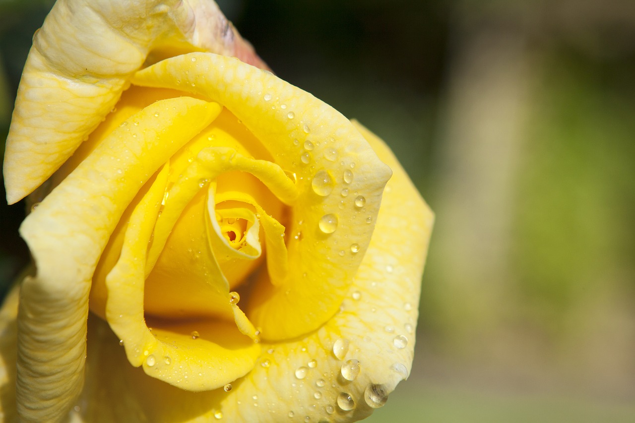 flower yellow garden free photo