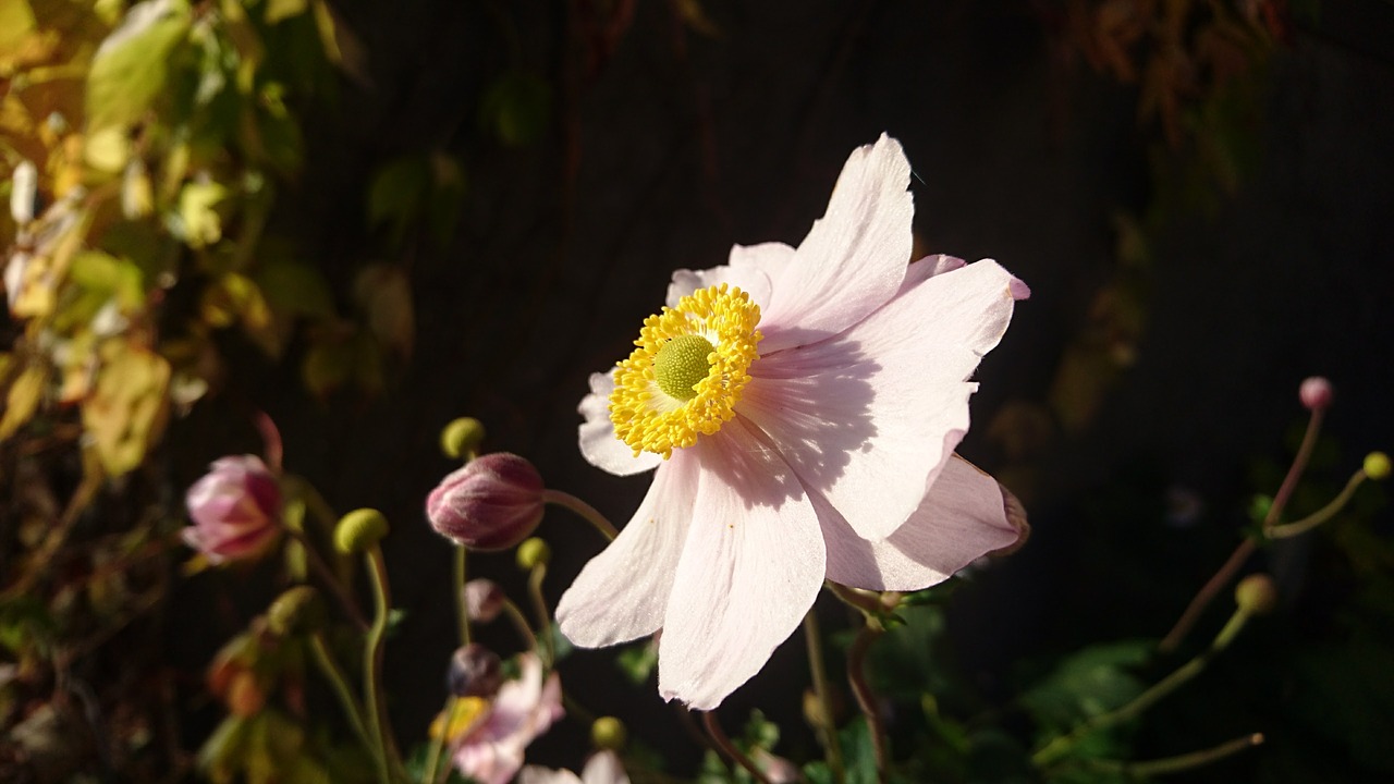 flower pink flower autumn free photo