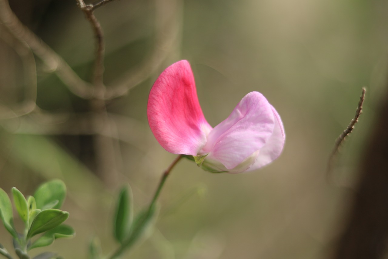 flower pink green free photo