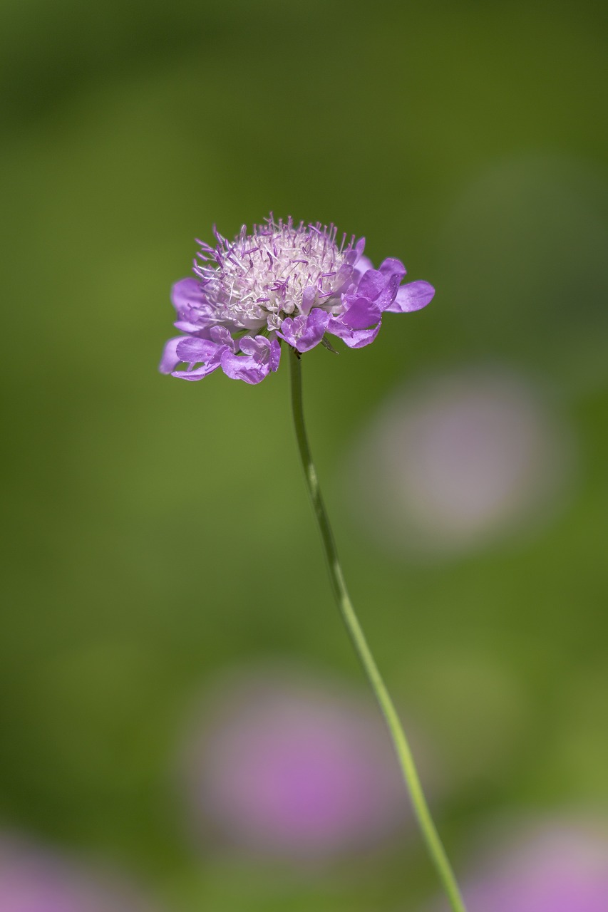 flower field pink free photo