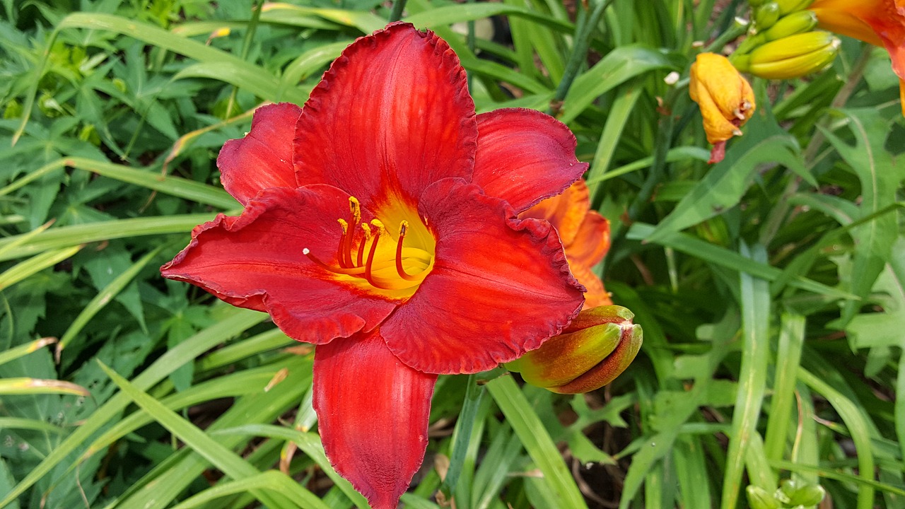 flower daylily garden free photo