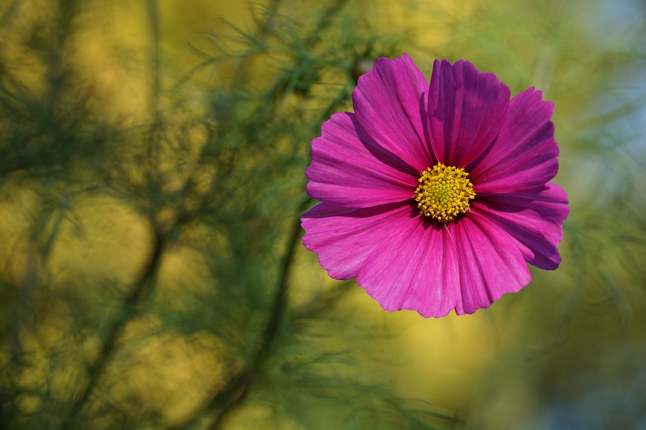 flower late summer pink free photo